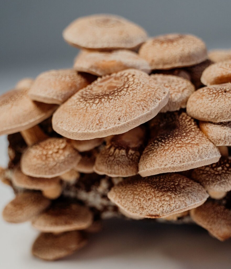 Cogumelo shiitake fresco