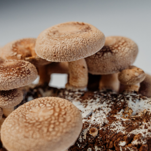 Cogumelo Shiitake | Fresco