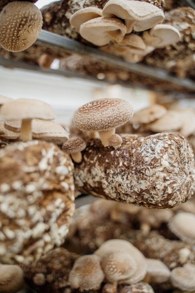 Kit de Cultivo - Cogumelos de Shiitake
