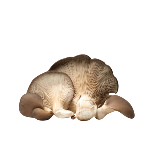 Cogumelo Ostra | Fresco