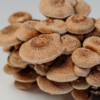 Cogumelo Shiitake | Fresco