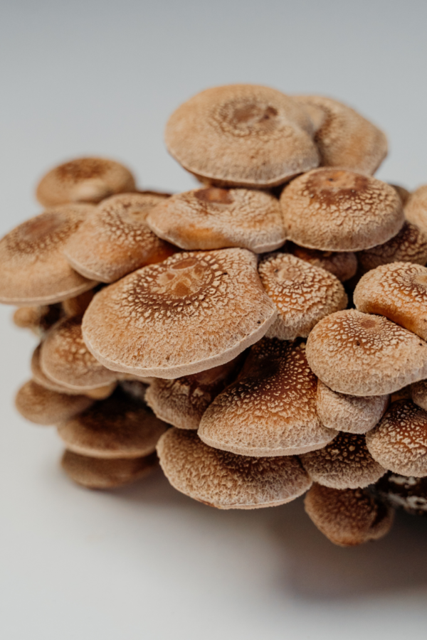Cogumelo Shiitake | Fresco