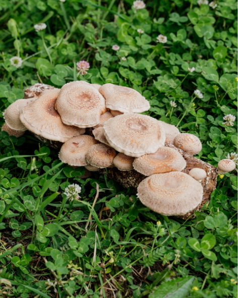 Cogumelo Shiitake | Fresco