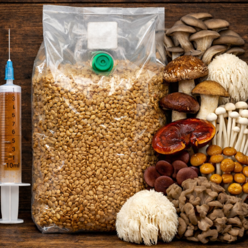 Pack Seringa + Grão