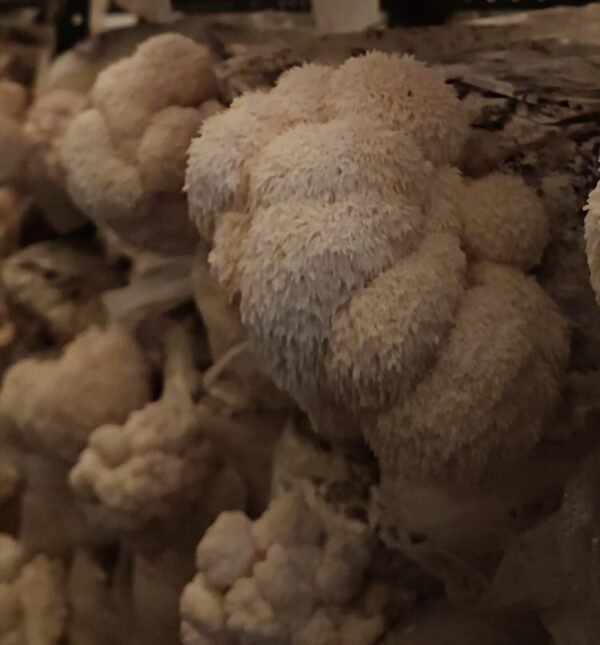 Bloco Cultivo de Cogumelos