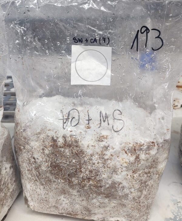 Bloco Cultivo de Cogumelos