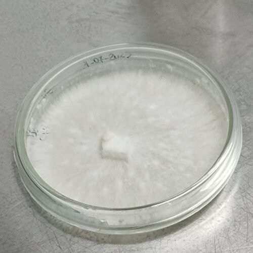 Cultura Pura | Várias Espécies