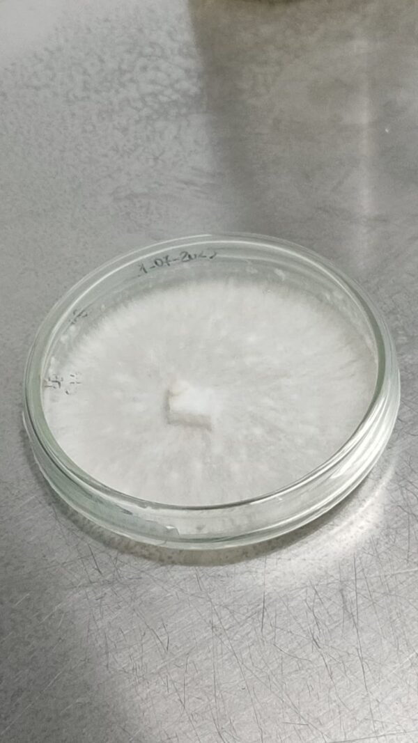 Cultura Pura | Várias Espécies