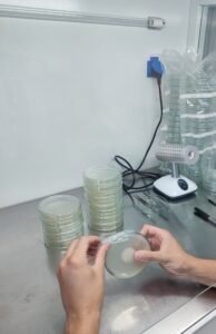 Parafilme
