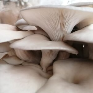 Cogumelos Ostra