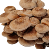 ICNAS - Cogumelos Frescos Shiitake | Ostra