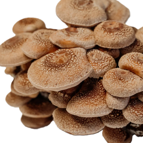 Cogumelo Shiitake | Fresco