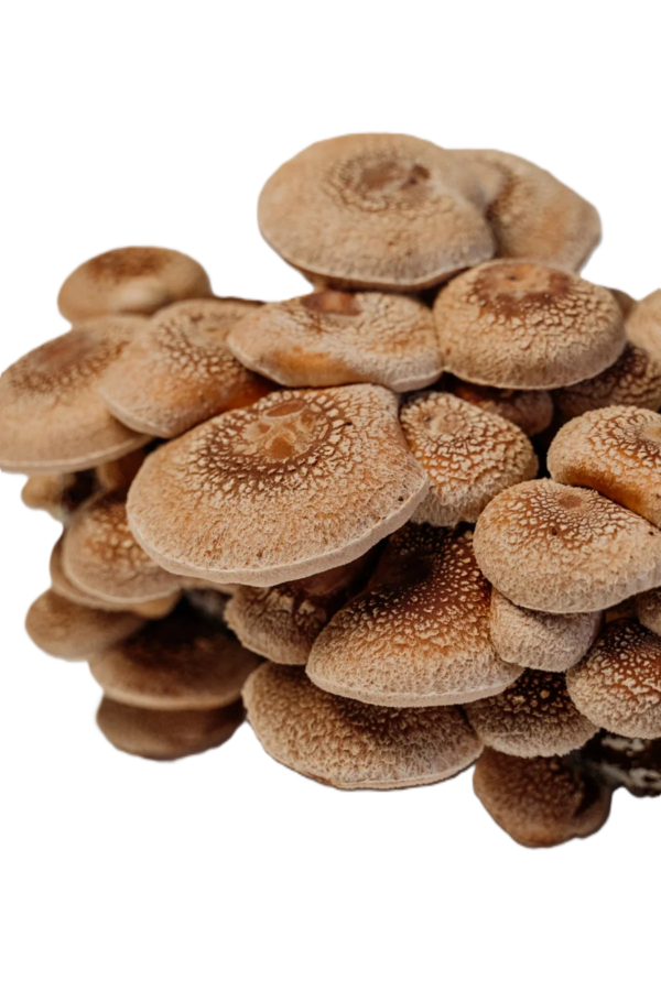 ICNAS - Cogumelos Frescos Shiitake | Ostra