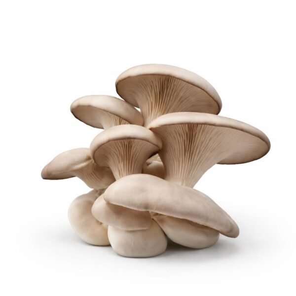 ICNAS - Cogumelos Frescos Shiitake | Ostra