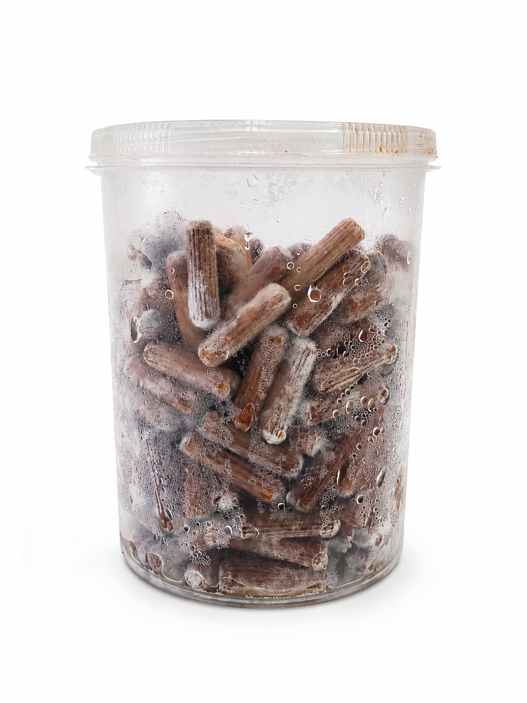 Cavilhas Inoculadas Shiitake | Micélio Ativo 100% Colonizado